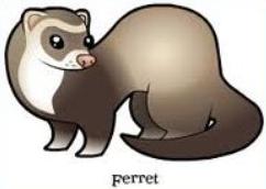 Ferret clipart #19, Download drawings