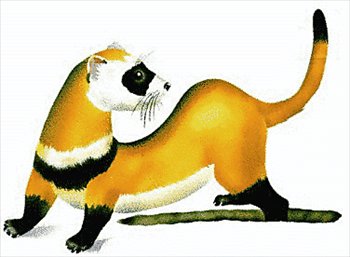 Ferret clipart #9, Download drawings