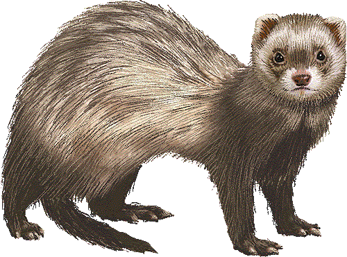 Ferret clipart #10, Download drawings