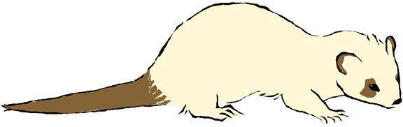 Ferret clipart #18, Download drawings