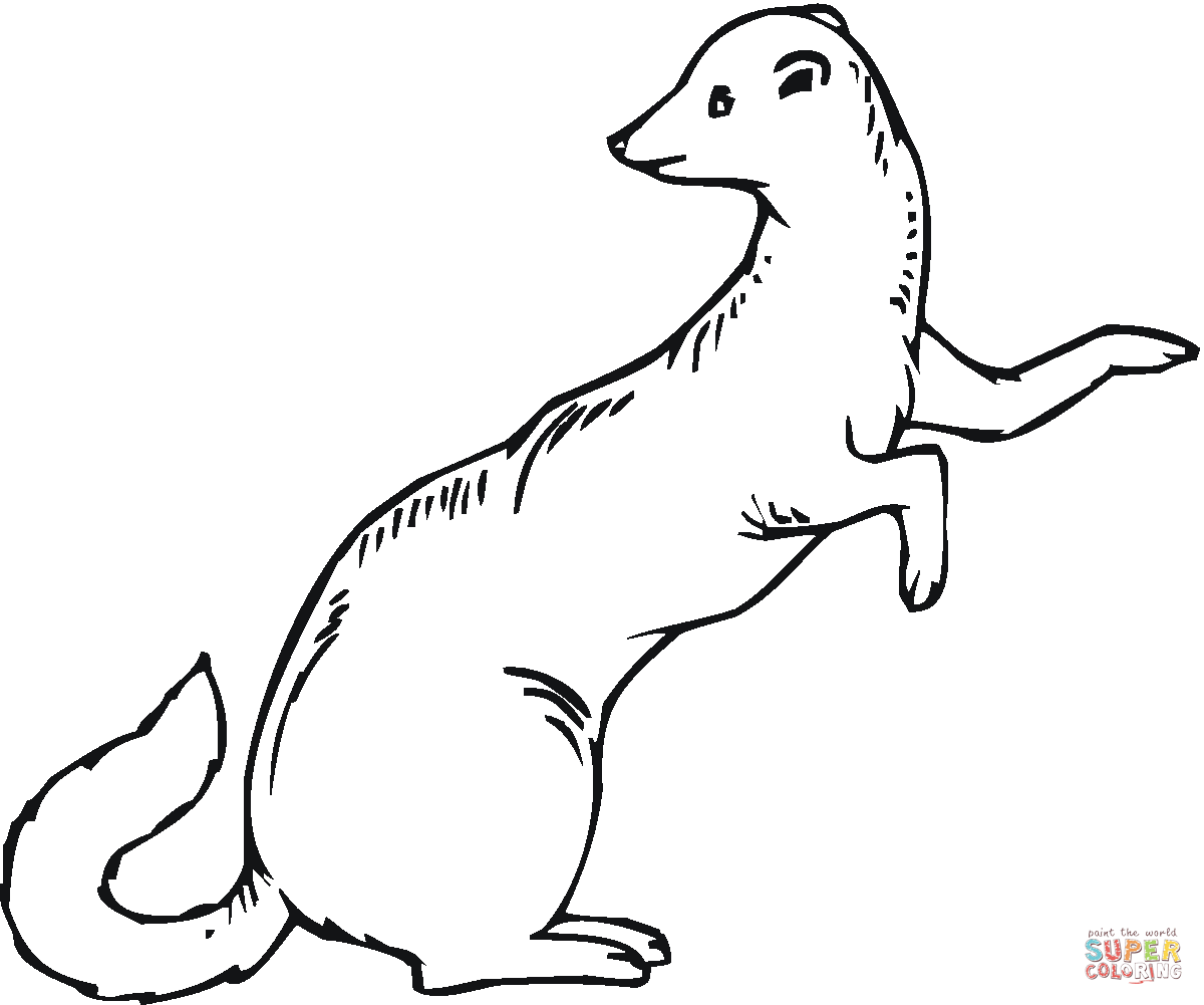 Ferret coloring #12, Download drawings