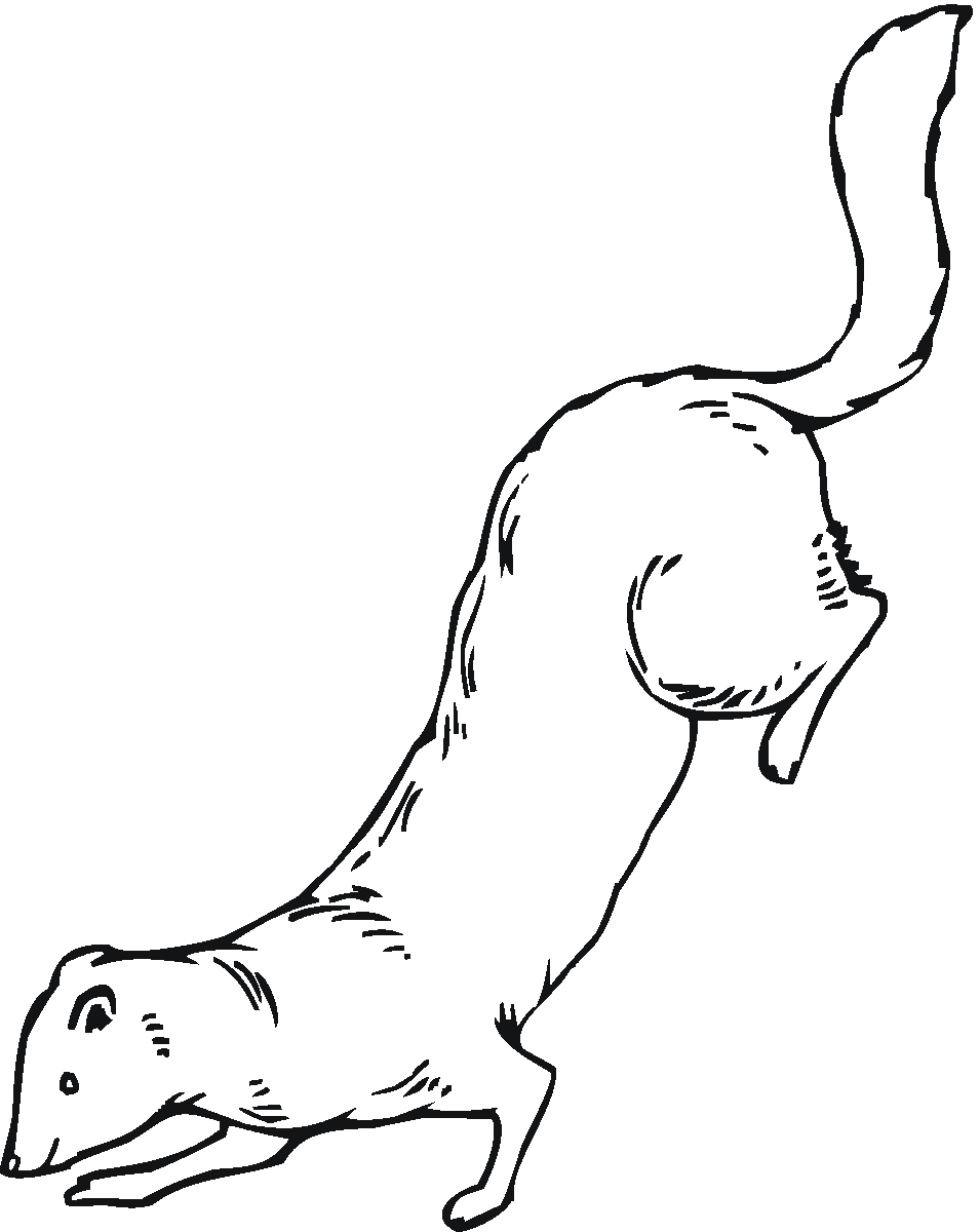 Ferret coloring #17, Download drawings