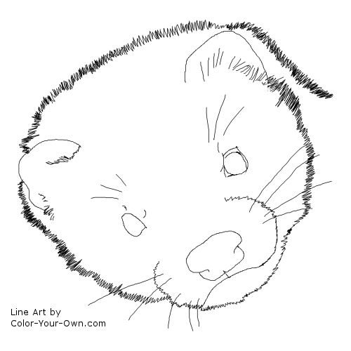 Ferret coloring #2, Download drawings