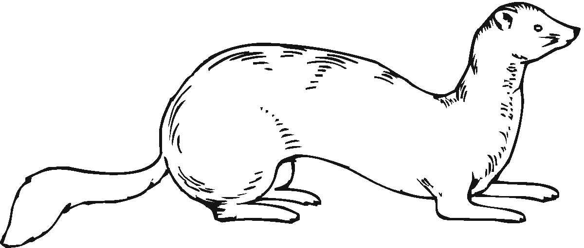 Ferret coloring #18, Download drawings