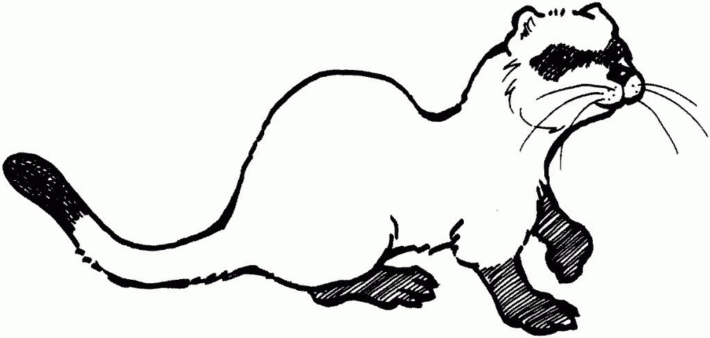 Ferret coloring #4, Download drawings