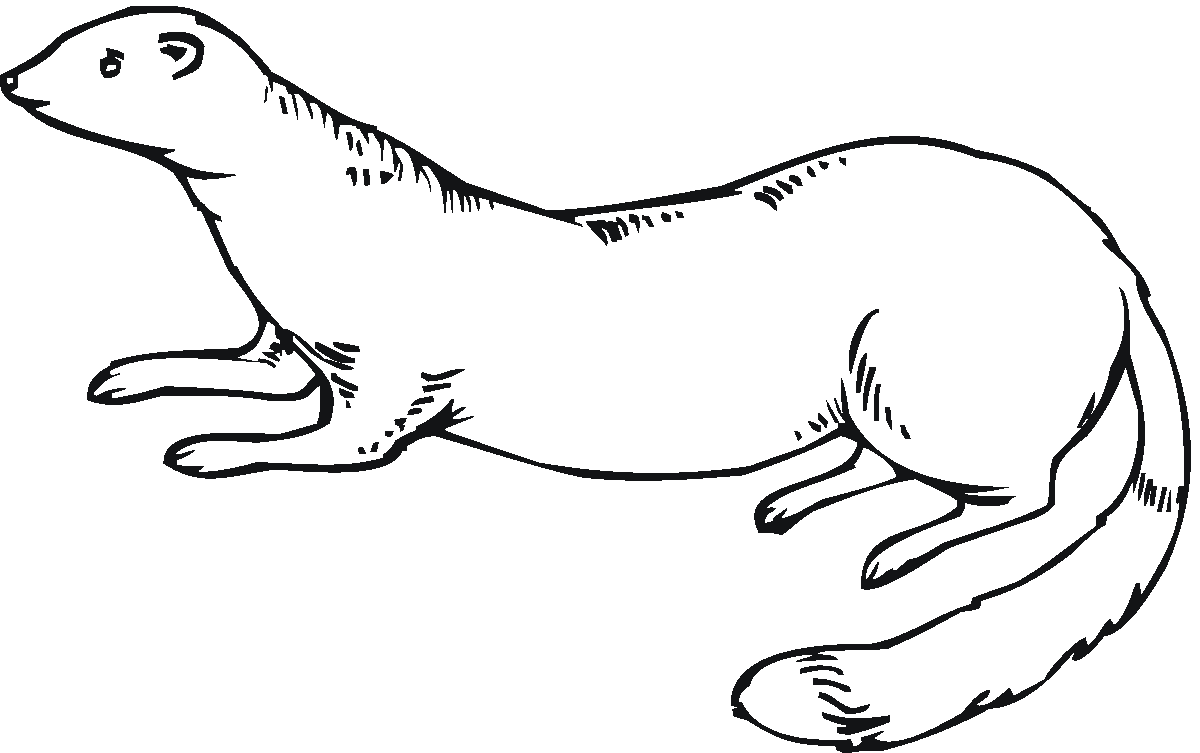 Ferret coloring #3, Download drawings