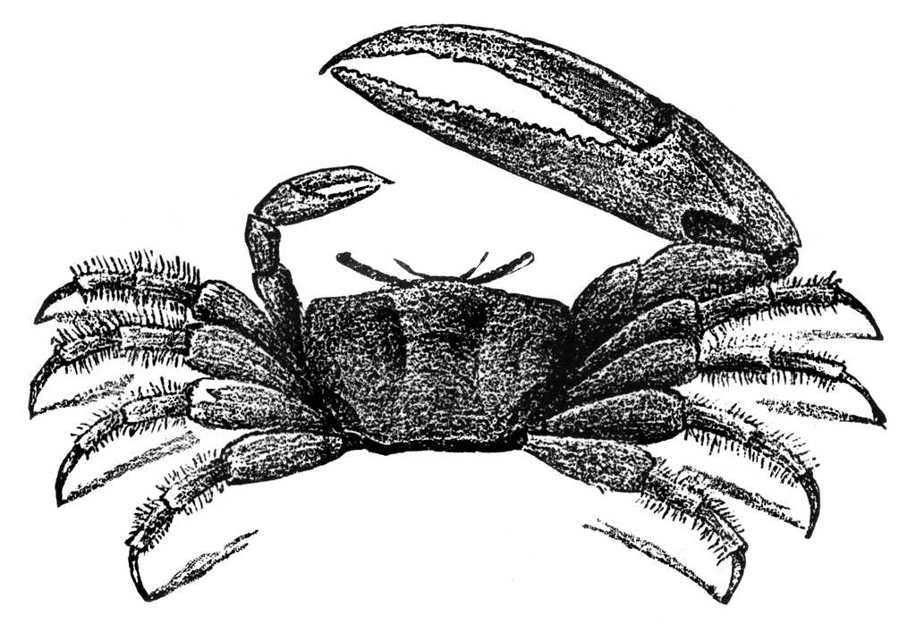 Fiddler Crab clipart #7, Download drawings