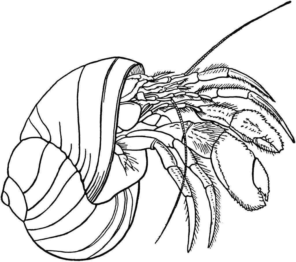 Hermit Crab coloring #2, Download drawings