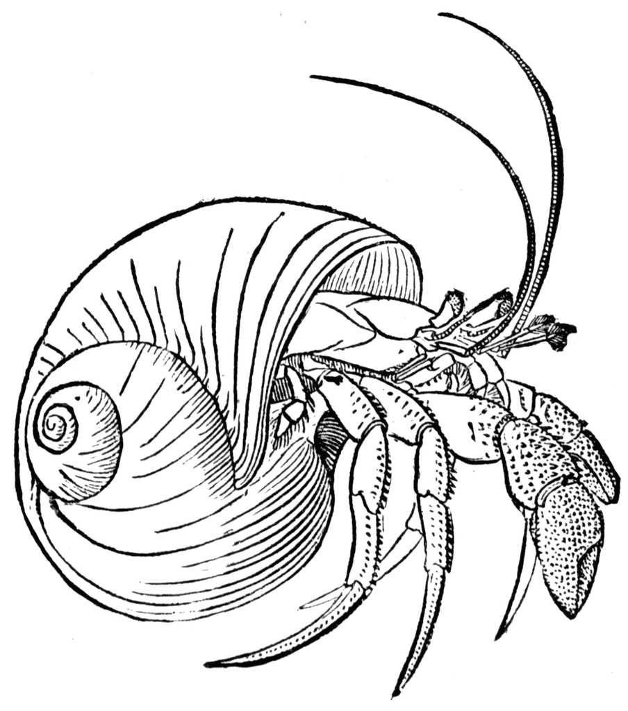 Hermit Crab clipart #15, Download drawings