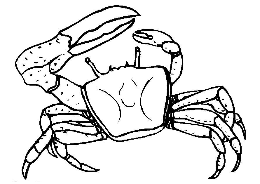 Fiddler Crab coloring #20, Download drawings