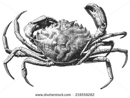 Fiddler Crab svg #7, Download drawings