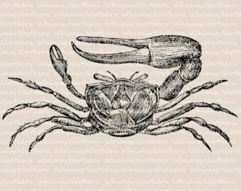 Fiddler Crab svg #9, Download drawings