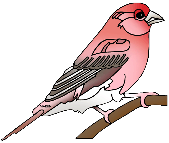 Finch clipart #11, Download drawings