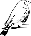 Finch clipart #20, Download drawings