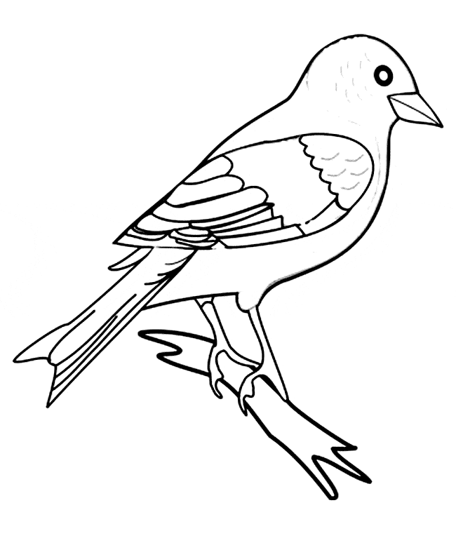 Finch coloring #9, Download drawings