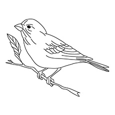 Finch coloring #10, Download drawings