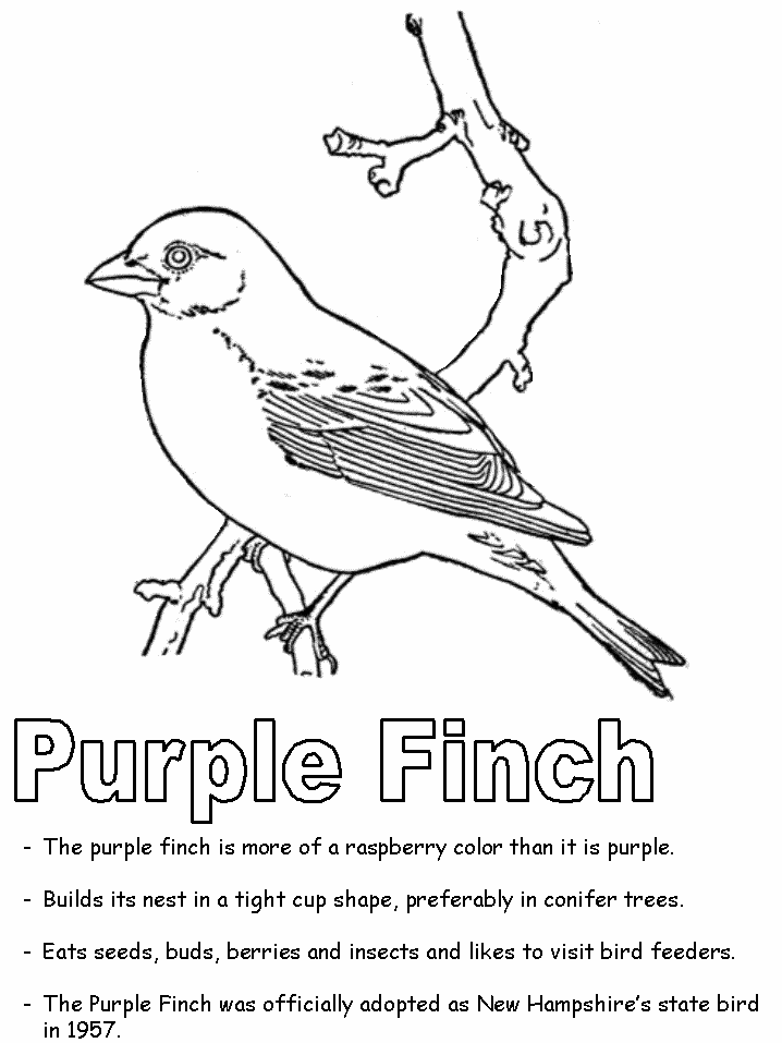 Finch coloring #19, Download drawings