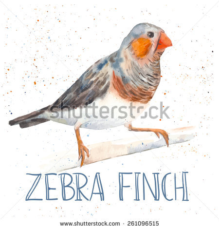 Finch svg #17, Download drawings
