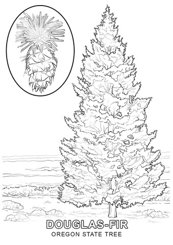 Douglas Fir Trees coloring #16, Download drawings