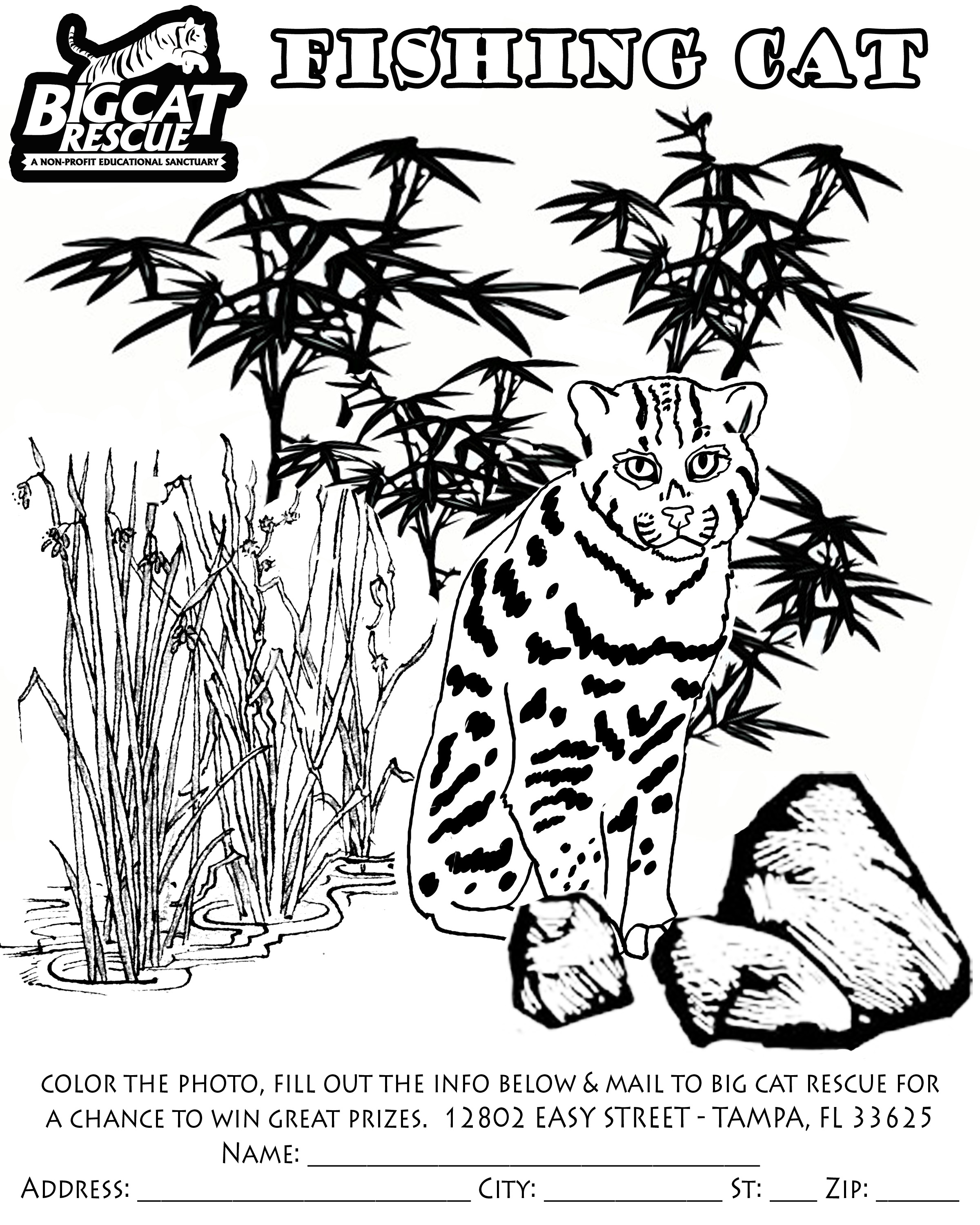 Fishing Cat coloring #19, Download drawings