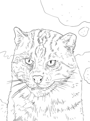 Fishing Cat coloring #11, Download drawings