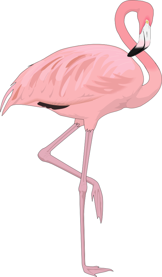 Flamingo clipart #15, Download drawings