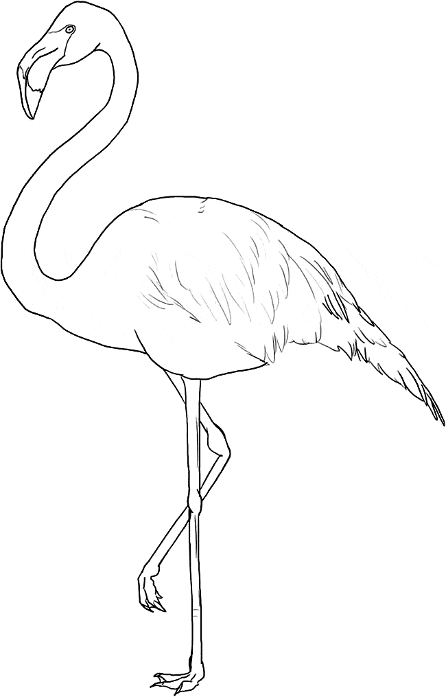 Flamingo coloring #13, Download drawings