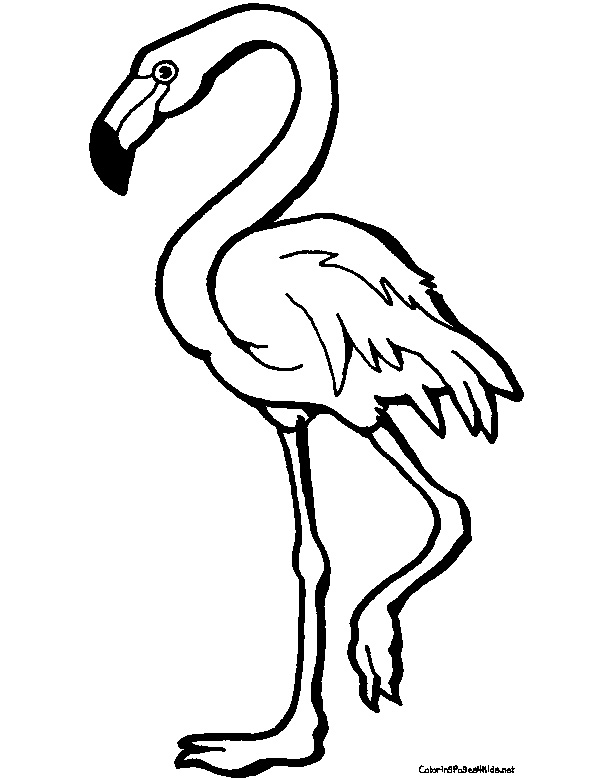 Flamingo coloring #20, Download drawings