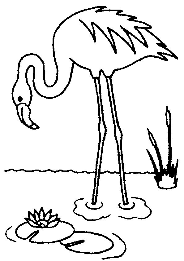Flamingo coloring #17, Download drawings