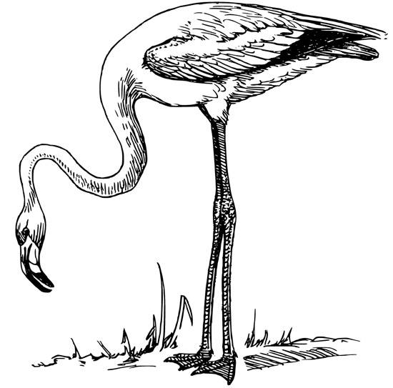 Flamingo coloring #16, Download drawings