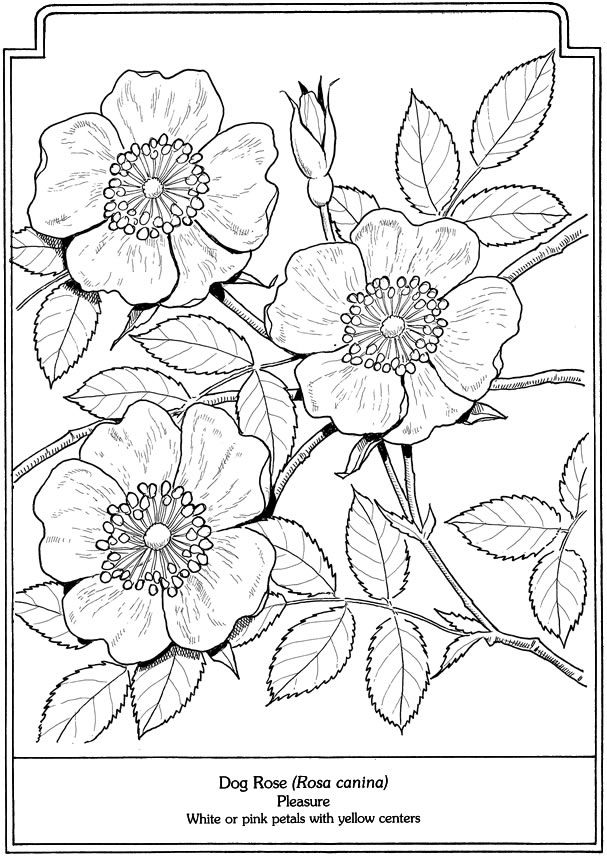 Florais coloring #20, Download drawings