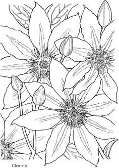 Florais coloring #5, Download drawings