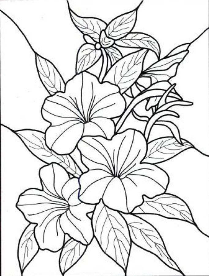 Floral coloring #6, Download drawings