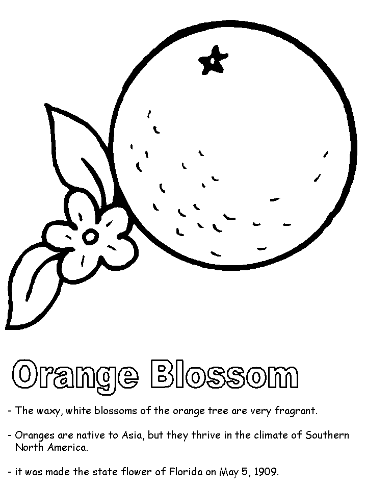 Orange Flower coloring #19, Download drawings