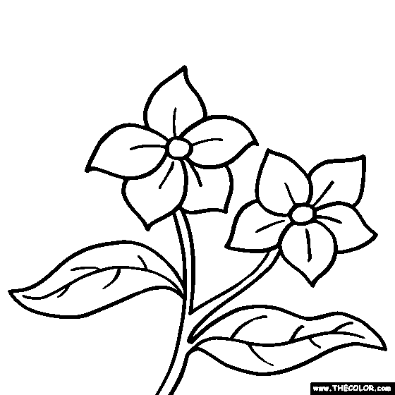 Flower coloring #13, Download drawings