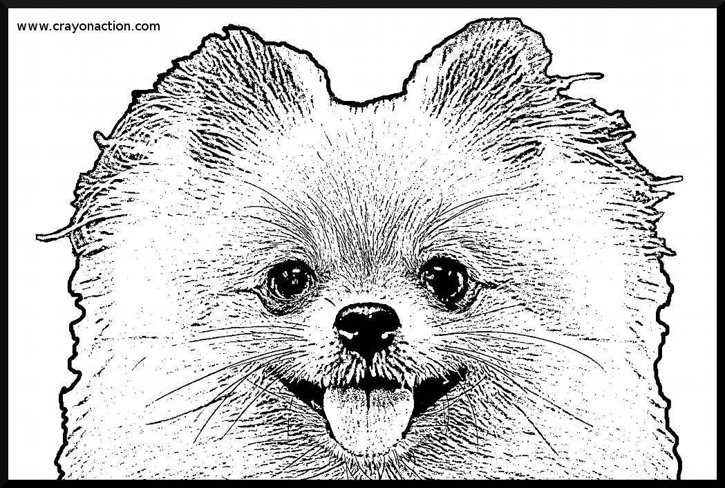 Pomeranian coloring #9, Download drawings