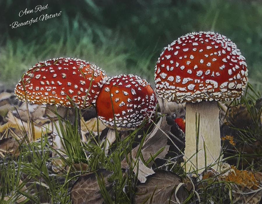 Fly Agaric coloring #20, Download drawings