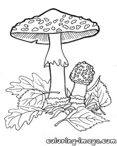 Fly Agaric coloring #2, Download drawings