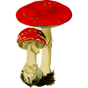 Fly Agaric svg #16, Download drawings