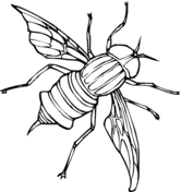 Fly coloring #12, Download drawings