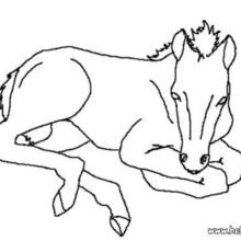 Foal coloring #4, Download drawings