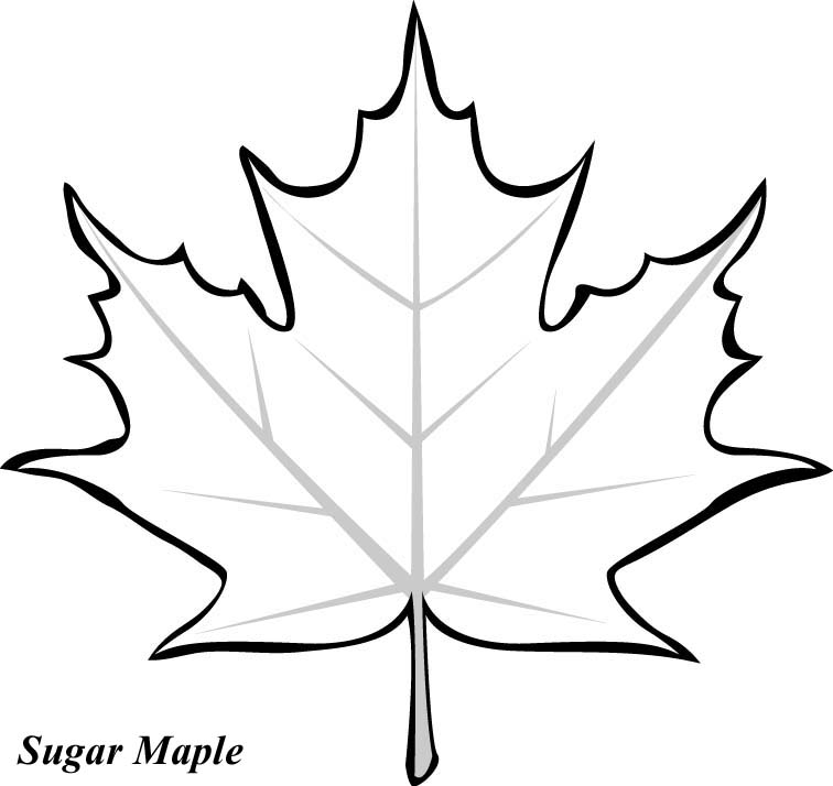 Maple Leaf coloring #15, Download drawings