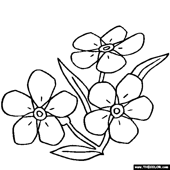 Forget-Me-Not coloring #20, Download drawings