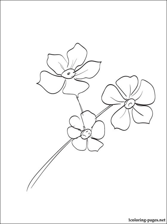 Forget-Me-Not coloring #6, Download drawings
