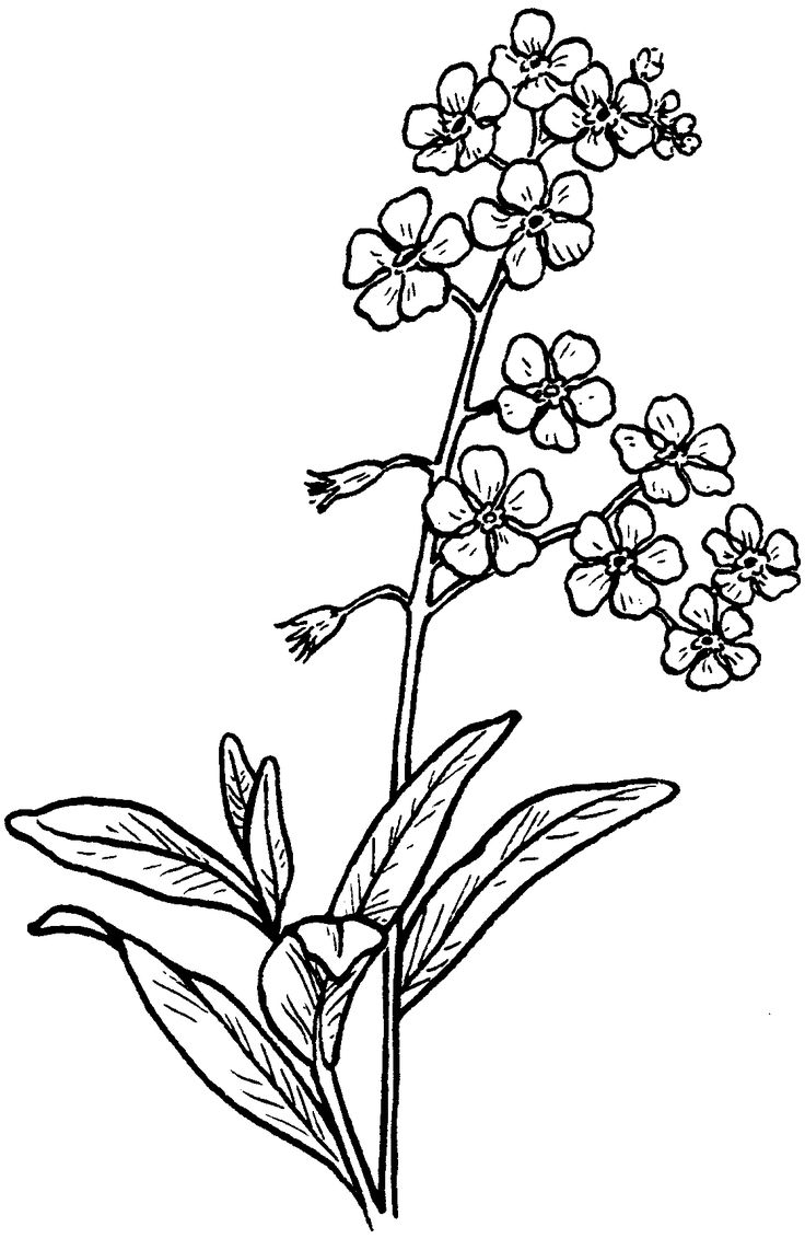 Forget-Me-Not coloring #11, Download drawings