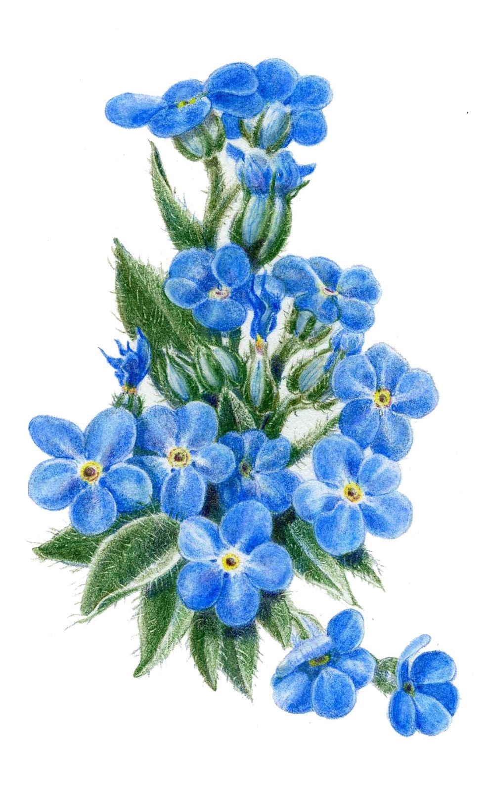 Forget-Me-Not svg #14, Download drawings