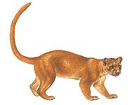 Fossa clipart #20, Download drawings
