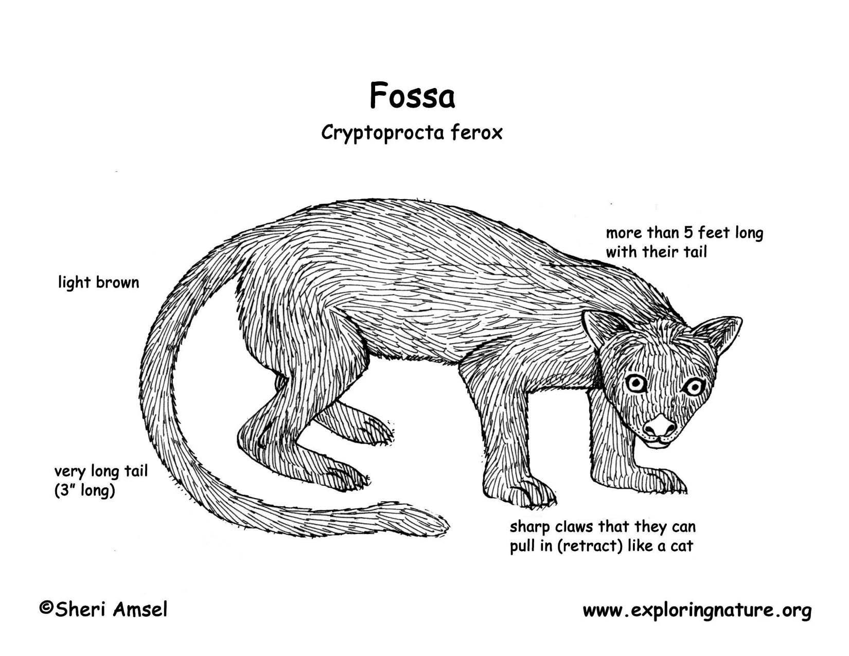 Fossa coloring #14, Download drawings