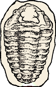 Fossil clipart #14, Download drawings