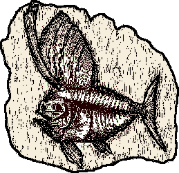 Fossil clipart #8, Download drawings